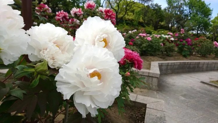 🌳 다이센 공원 (大仙公園) 이미지 9